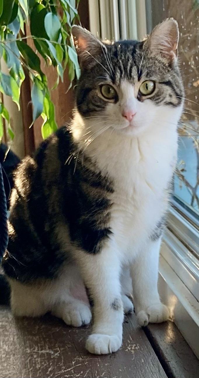 Penny, ADOPTABLE, Young Female Domestic Short Hair.