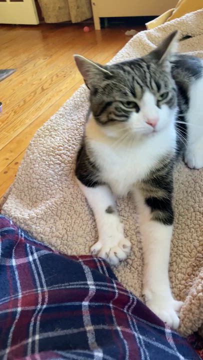 Enlarge Penny, an adoptable Domestic Short Hair in Ottawa, ON video 2/6