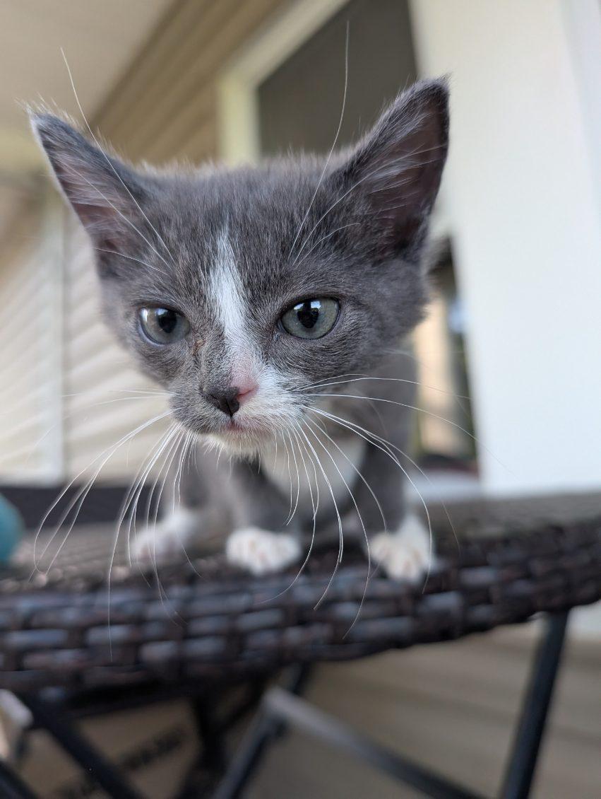 Megamind, a Adoptable mixed breed in Knoxville, TN image 1/4