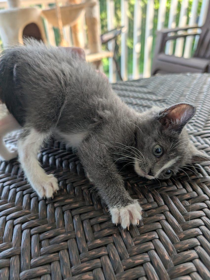 Megamind, a Adoptable mixed breed in Knoxville, TN image 2/4