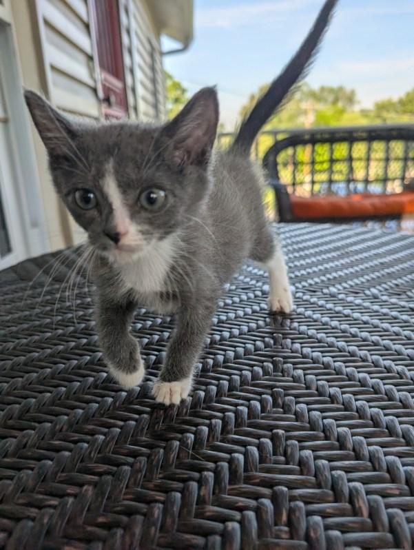 Megamind, a Adoptable mixed breed in Knoxville, TN image 3/4