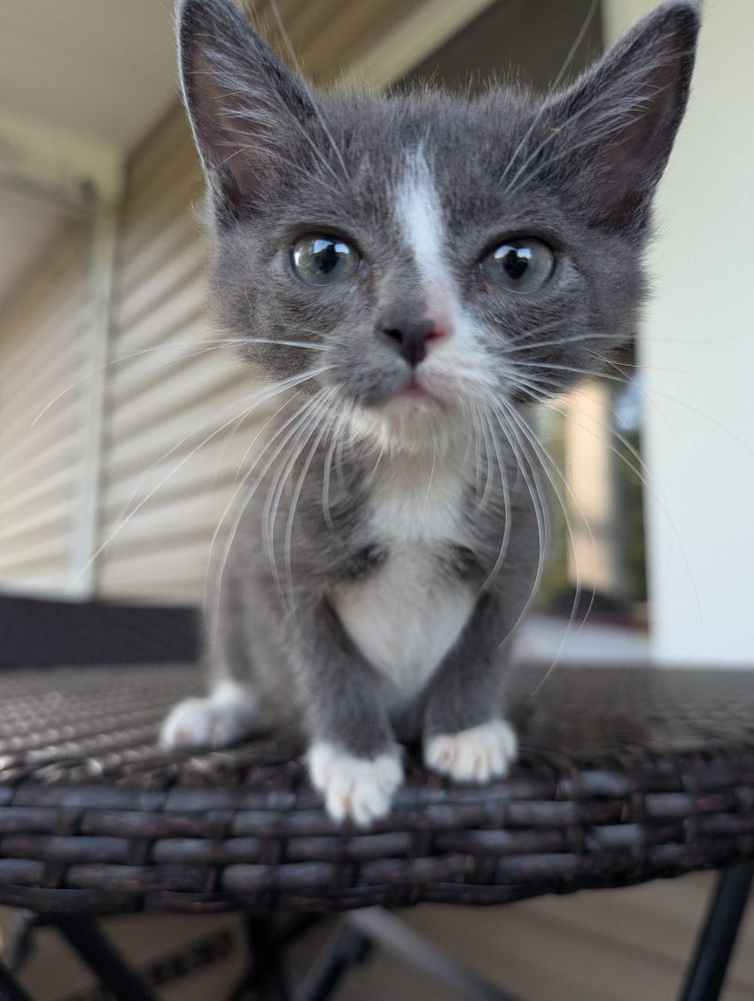 Megamind, a Adoptable mixed breed in Knoxville, TN image 4/4