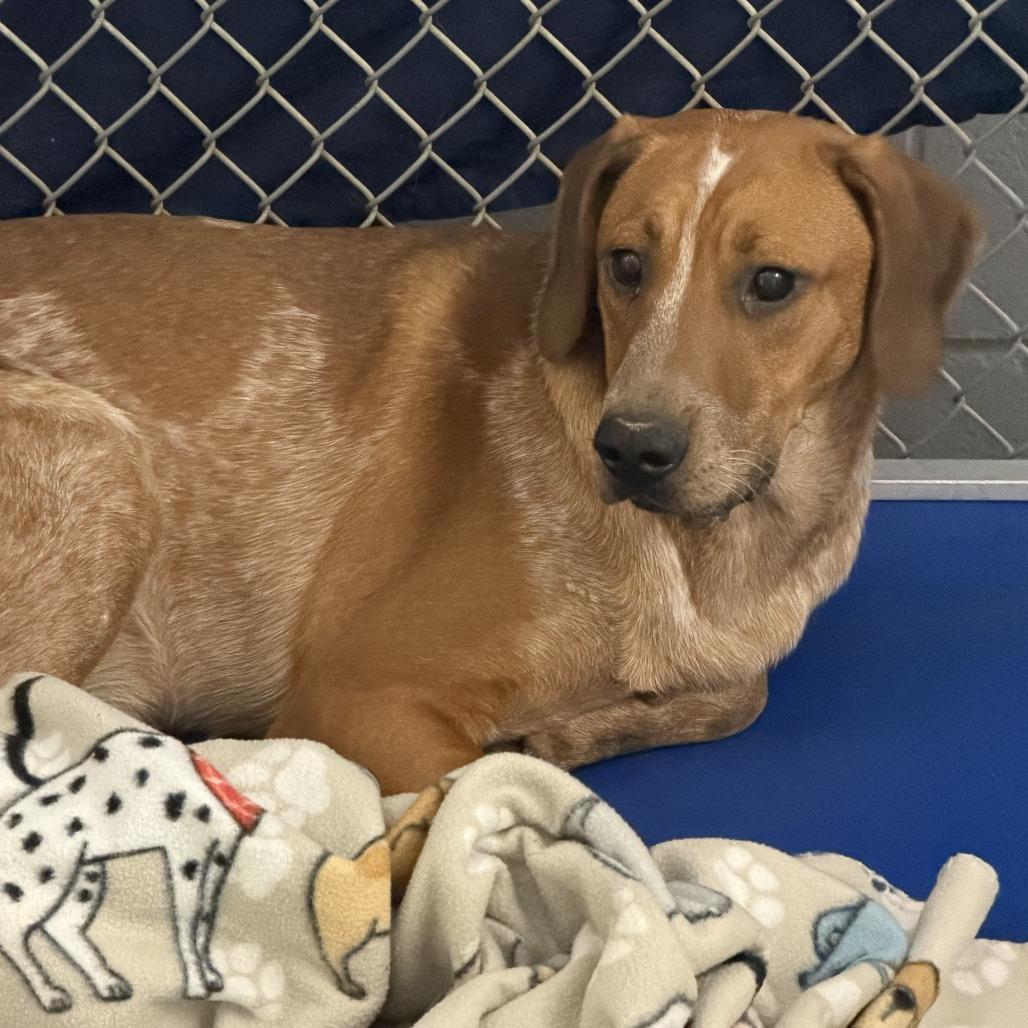 Piper, Adoptable, Young Female English Coonhound.
