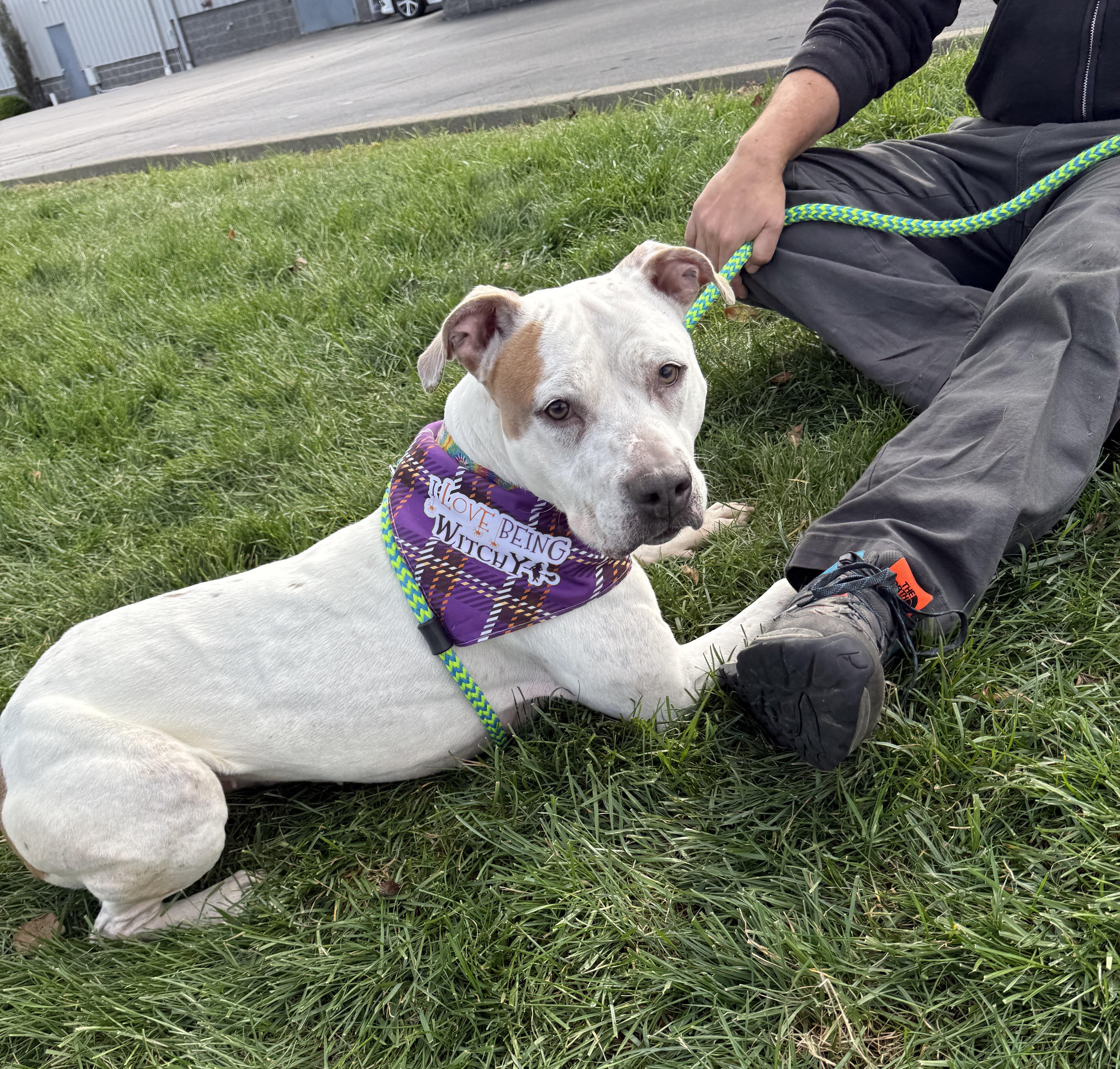 Enlarge Winter, a Adoptable Mixed Breed in Youngstown, OH image 4/6