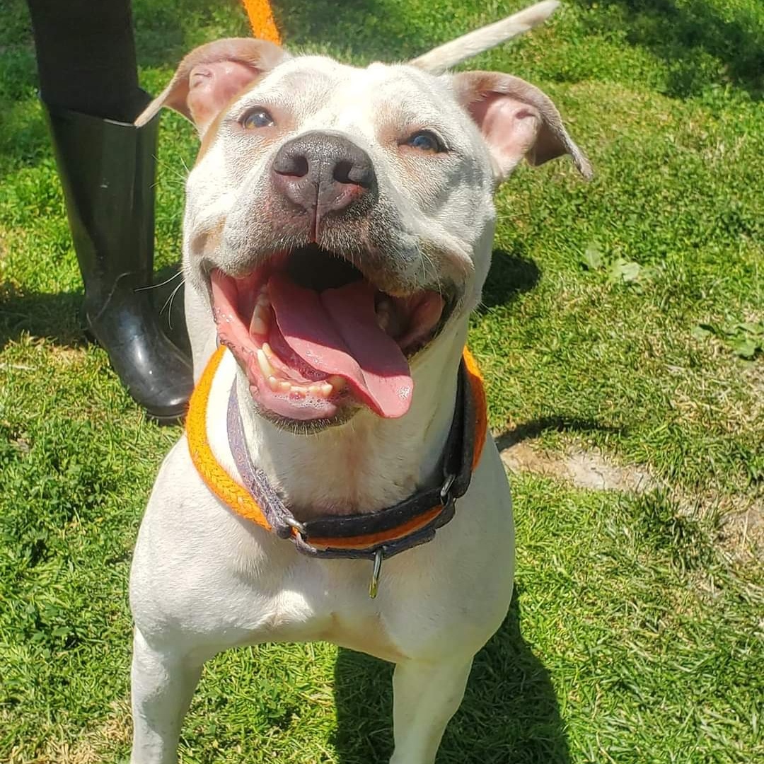 Winter, a Adoptable Mixed Breed in Youngstown, OH image 3/5