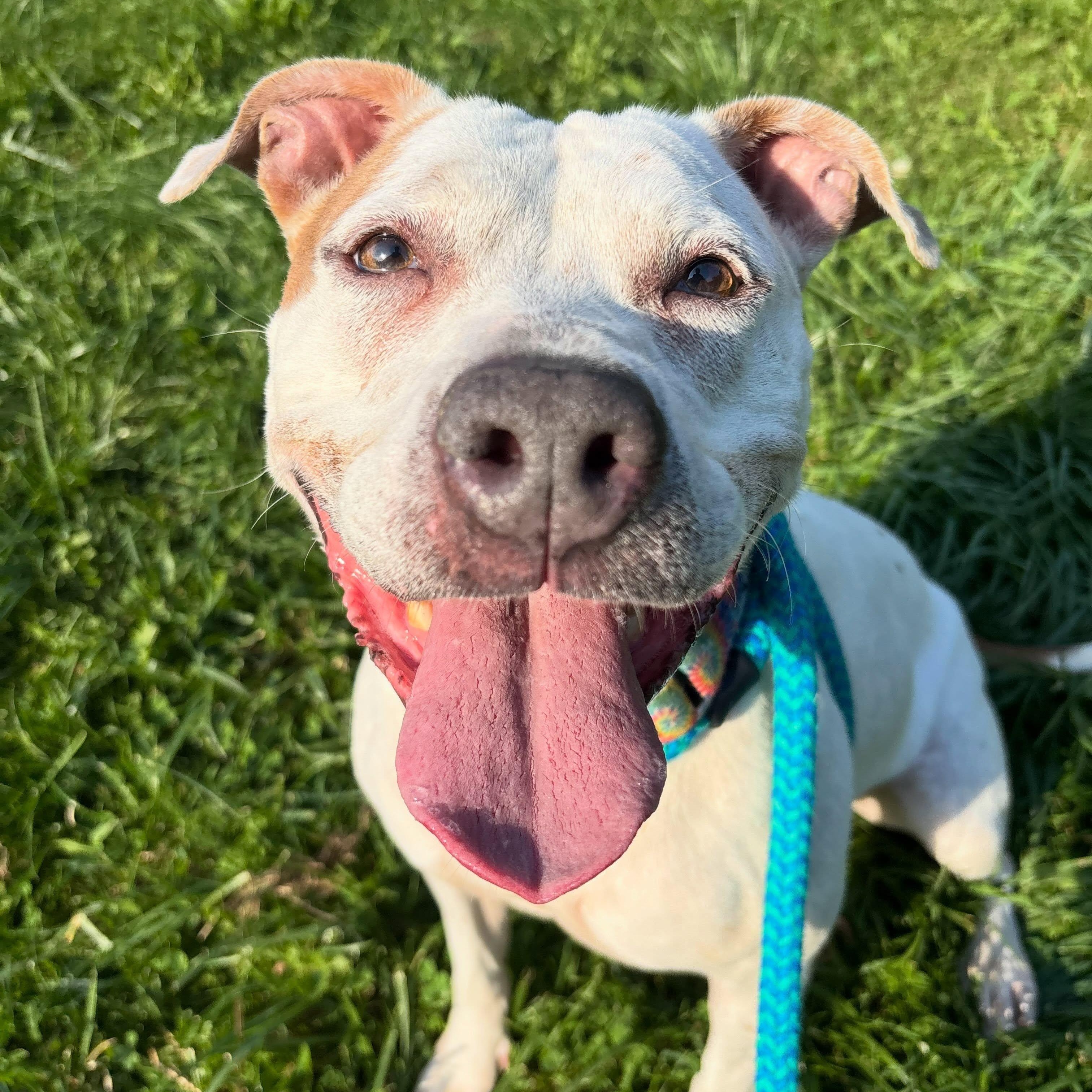 Winter, Adoptable, Adult Female Mixed Breed.