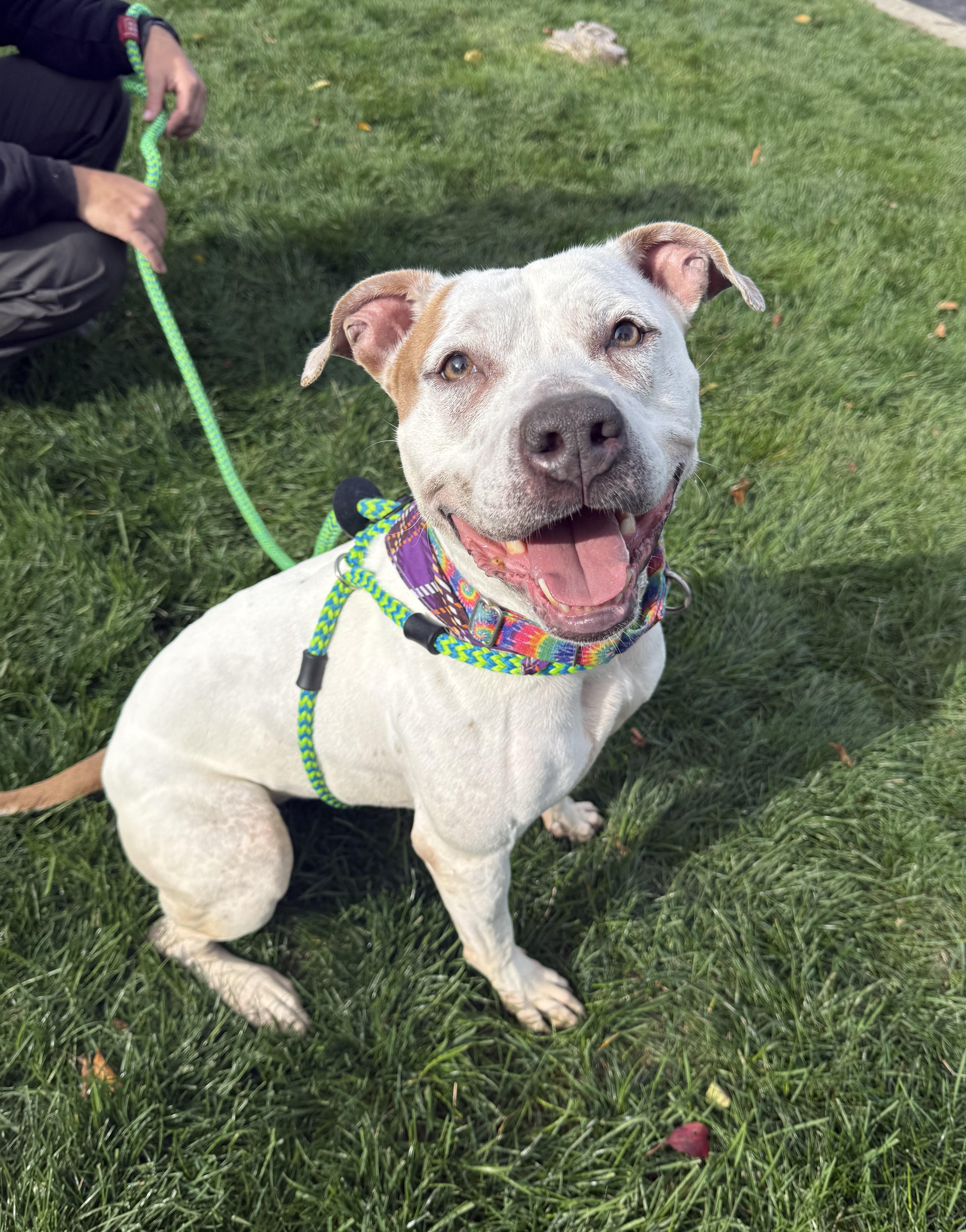 Enlarge Winter, a Adoptable Mixed Breed in Youngstown, OH image 5/6