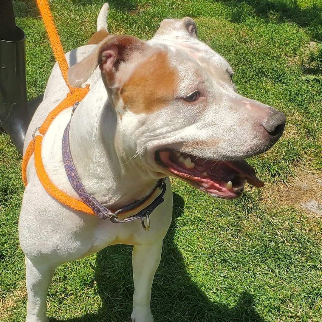 Winter, a Adoptable Mixed Breed in Youngstown, OH image 4/5