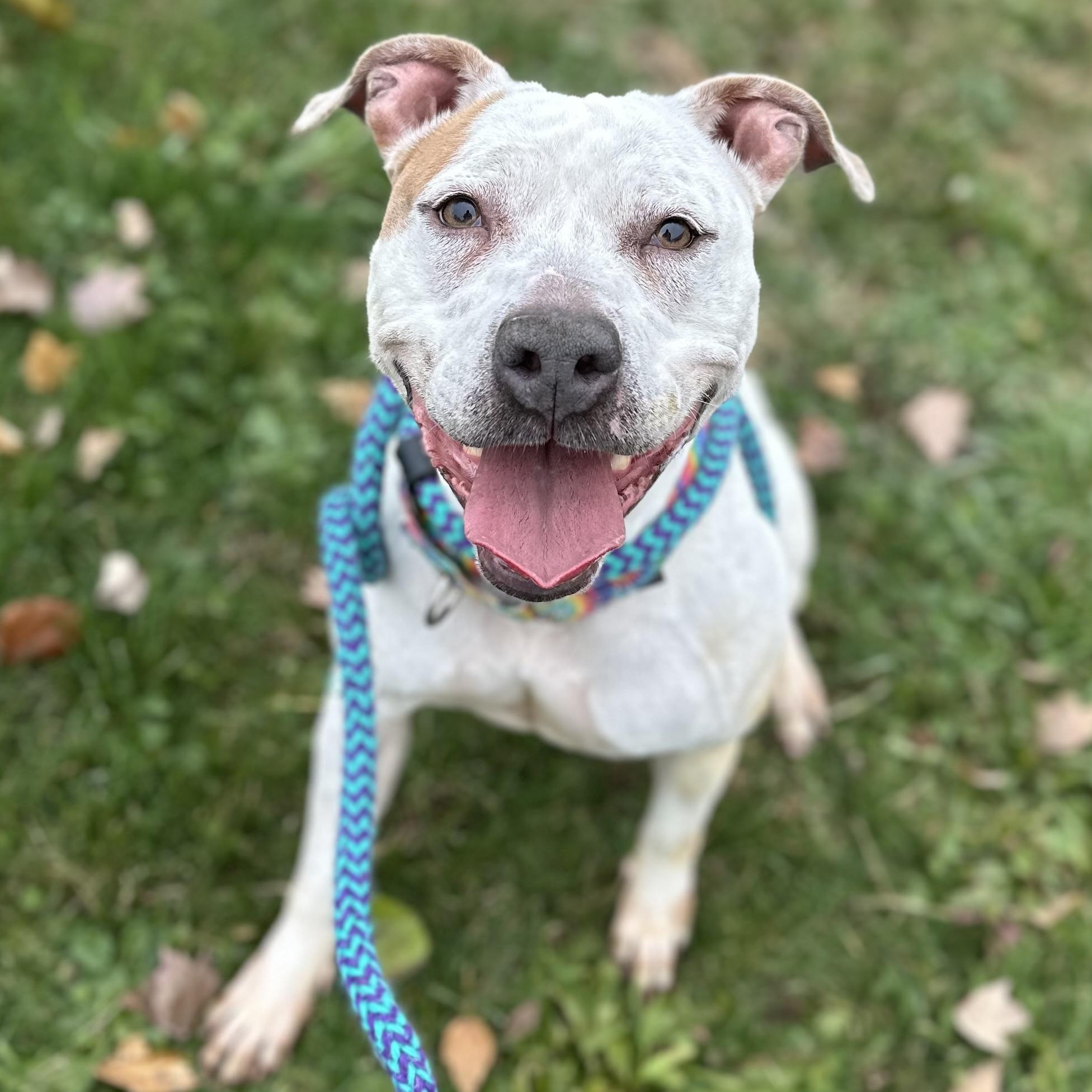 Winter, a Adoptable Mixed Breed in Youngstown, OH image 2/5