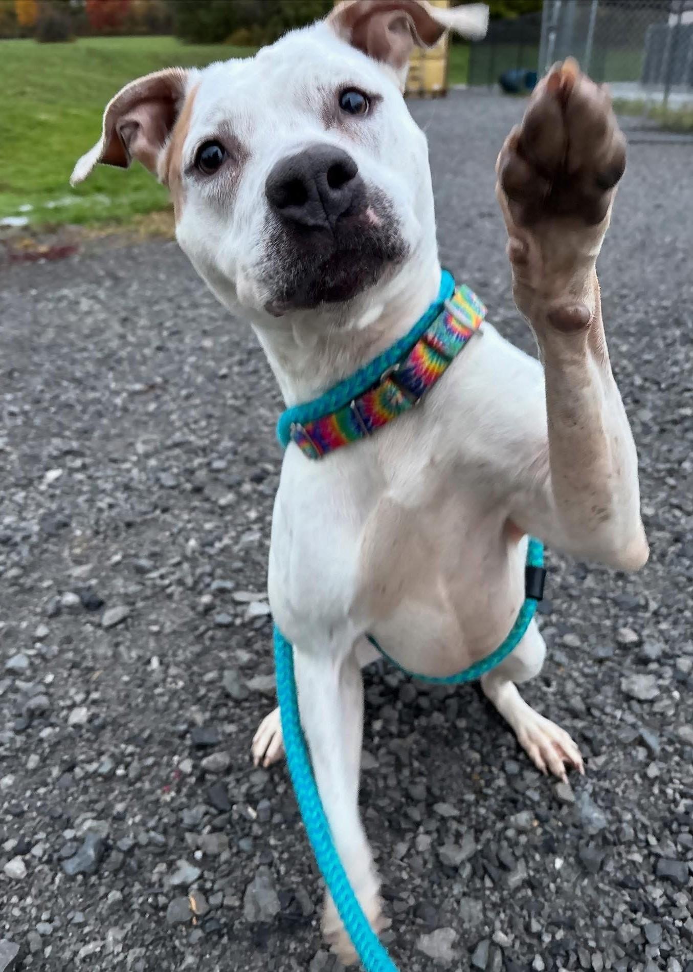 Enlarge Winter, a Adoptable Mixed Breed in Youngstown, OH image 6/6