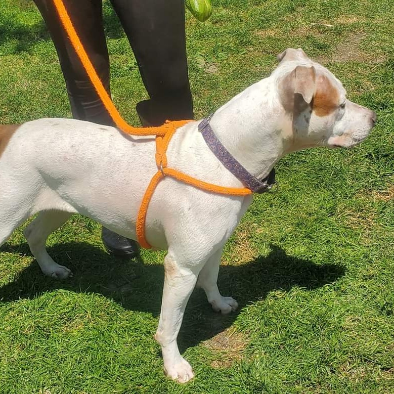 Winter, a Adoptable Mixed Breed in Youngstown, OH image 5/5