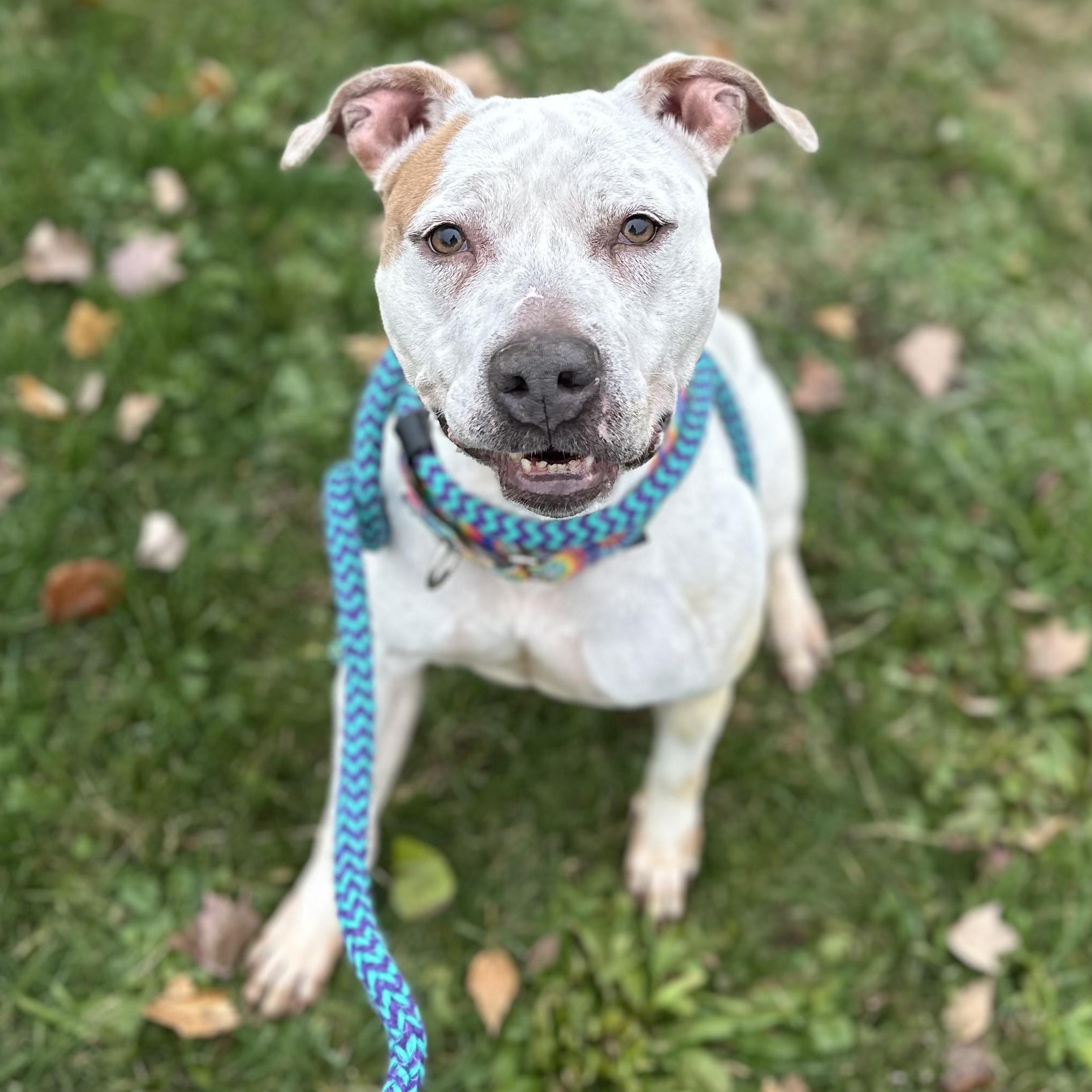 Winter, a Adoptable Mixed Breed in Youngstown, OH image 1/5