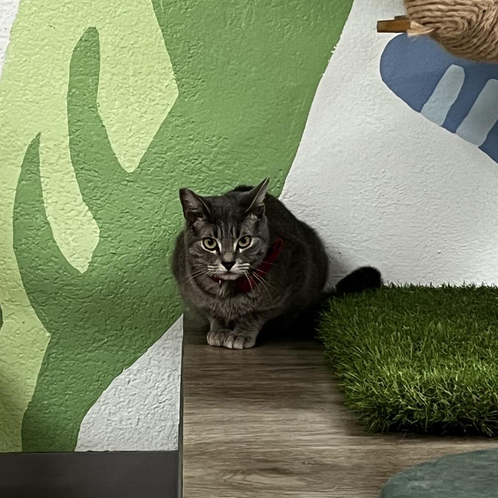 Enlarge Ella, a Adoptable Domestic Short Hair in Yucca Valley, CA image 1/4