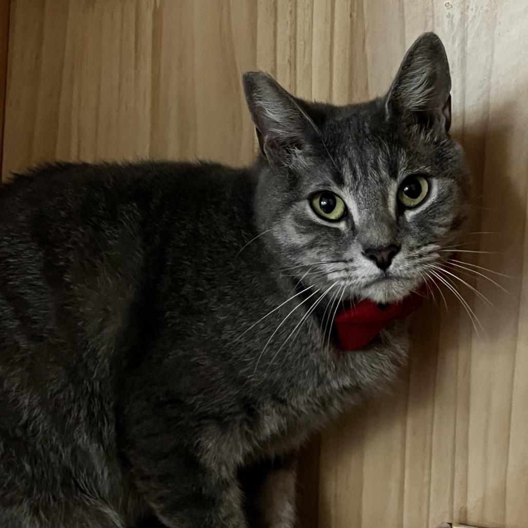 Enlarge Ella, a Adoptable Domestic Short Hair in Yucca Valley, CA image 2/4