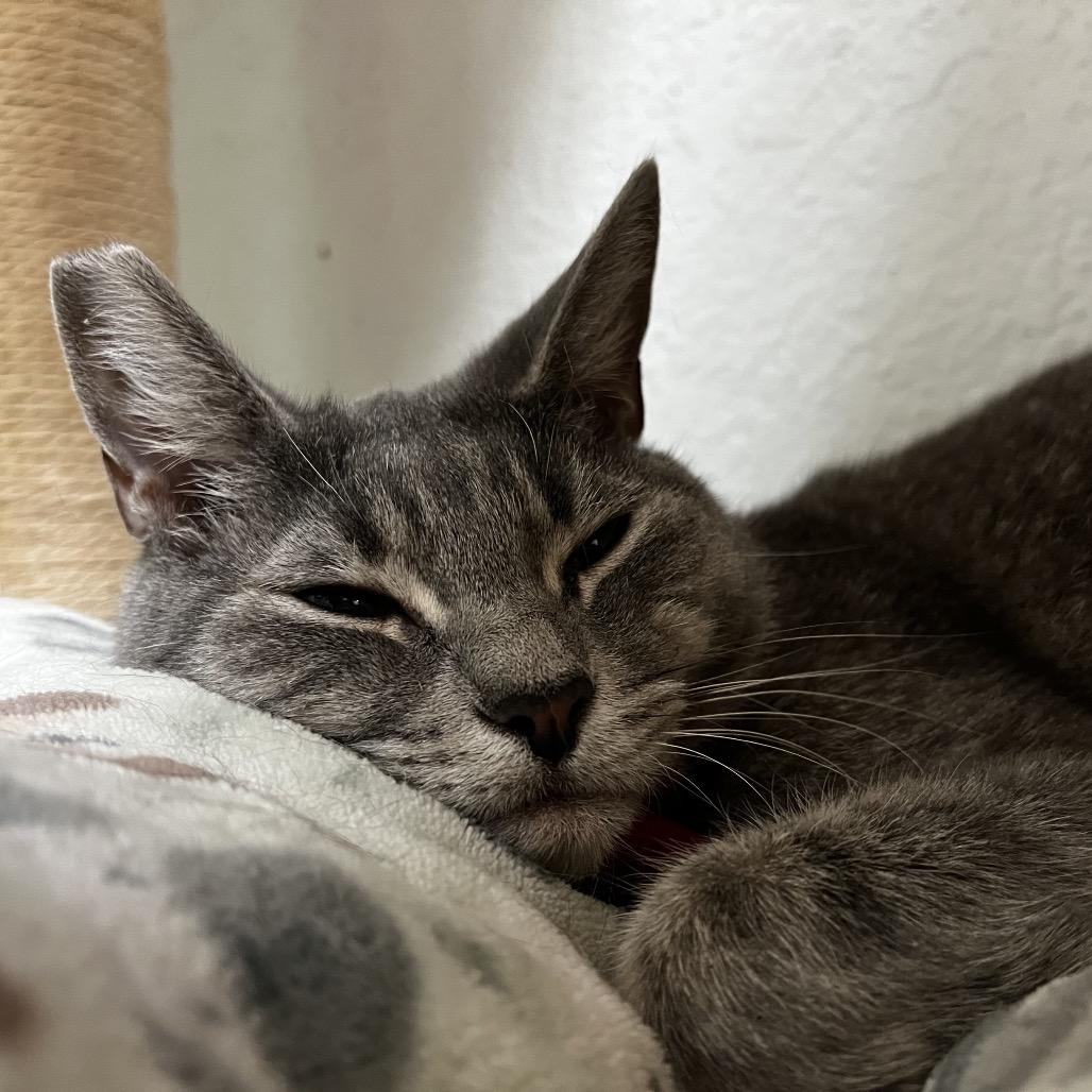 Enlarge Ella, a Adoptable Domestic Short Hair in Yucca Valley, CA image 3/4