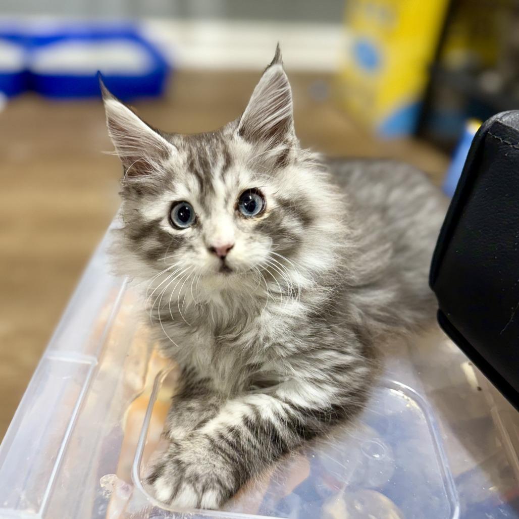 Main Coon Cat Rescue: Ultimate Guide to Saving Fluffy Friends