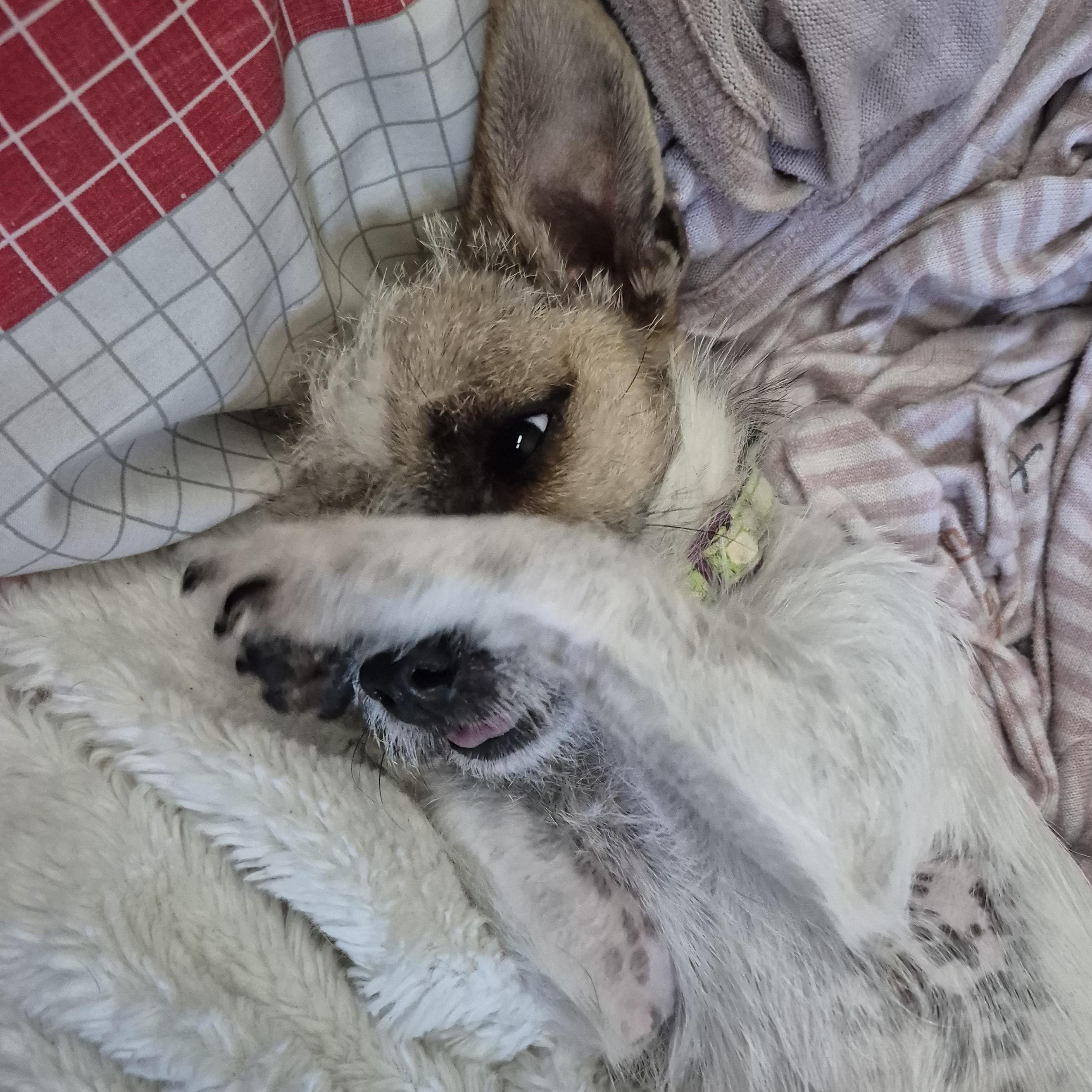 Tiny Teeny Terrier