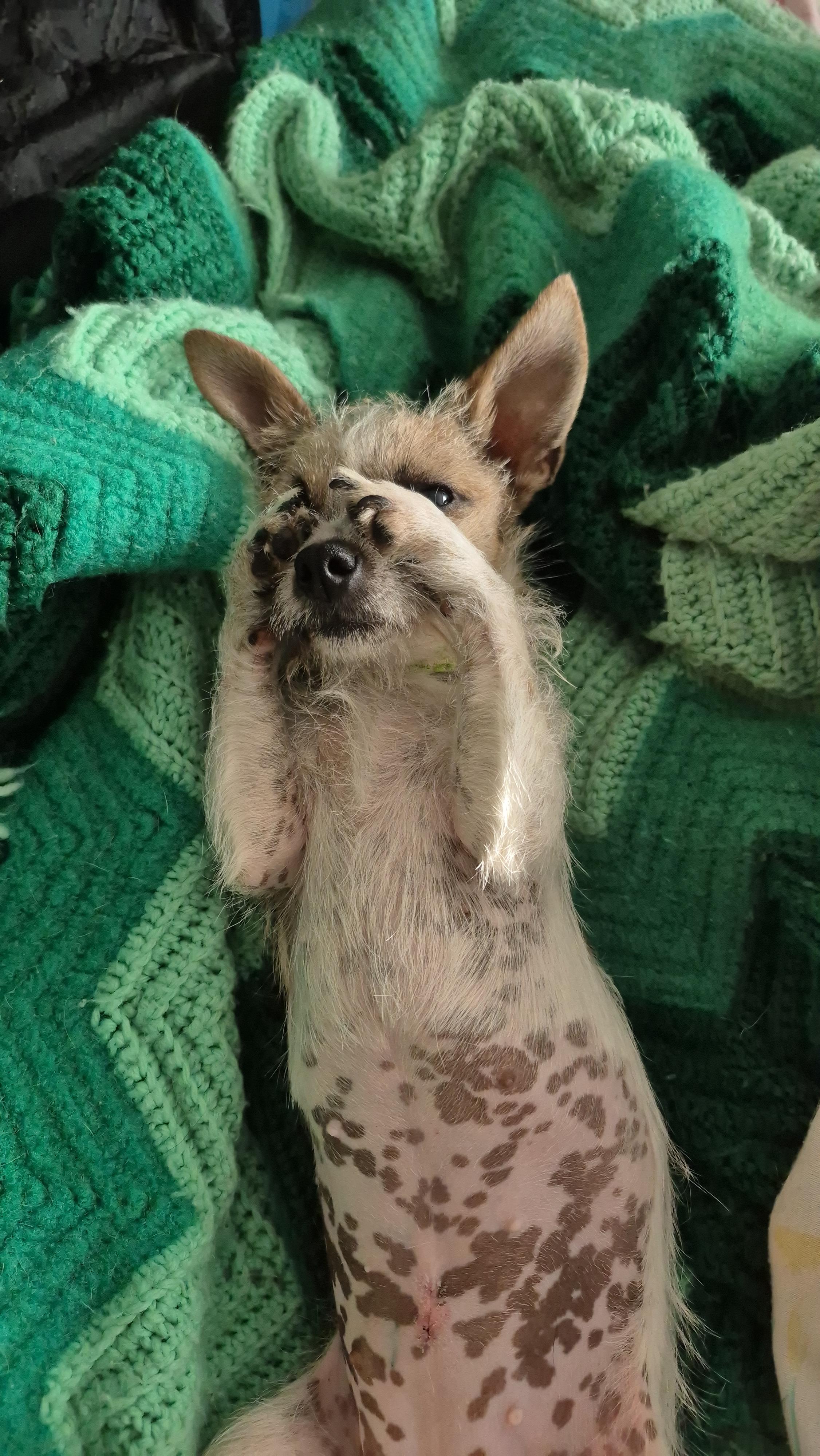 Tiny Teeny Terrier