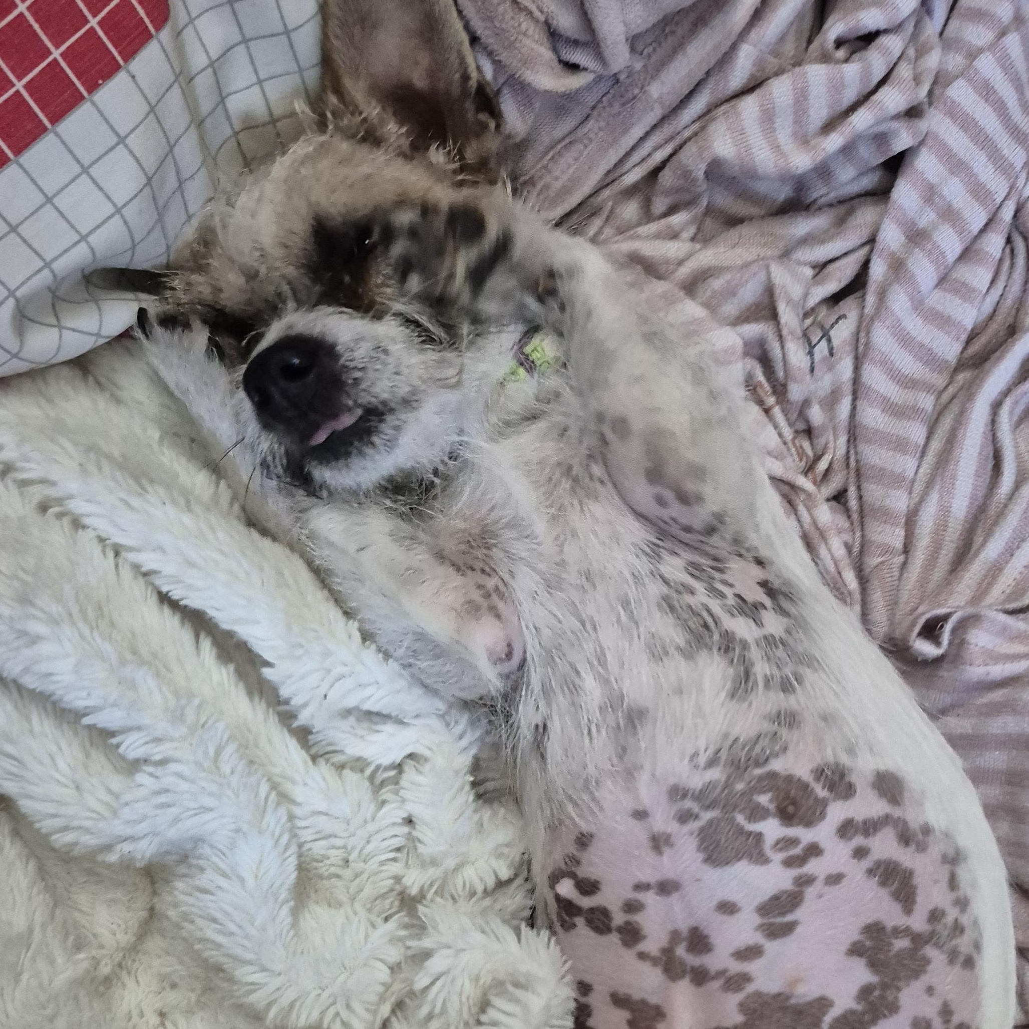 Tiny Teeny Terrier