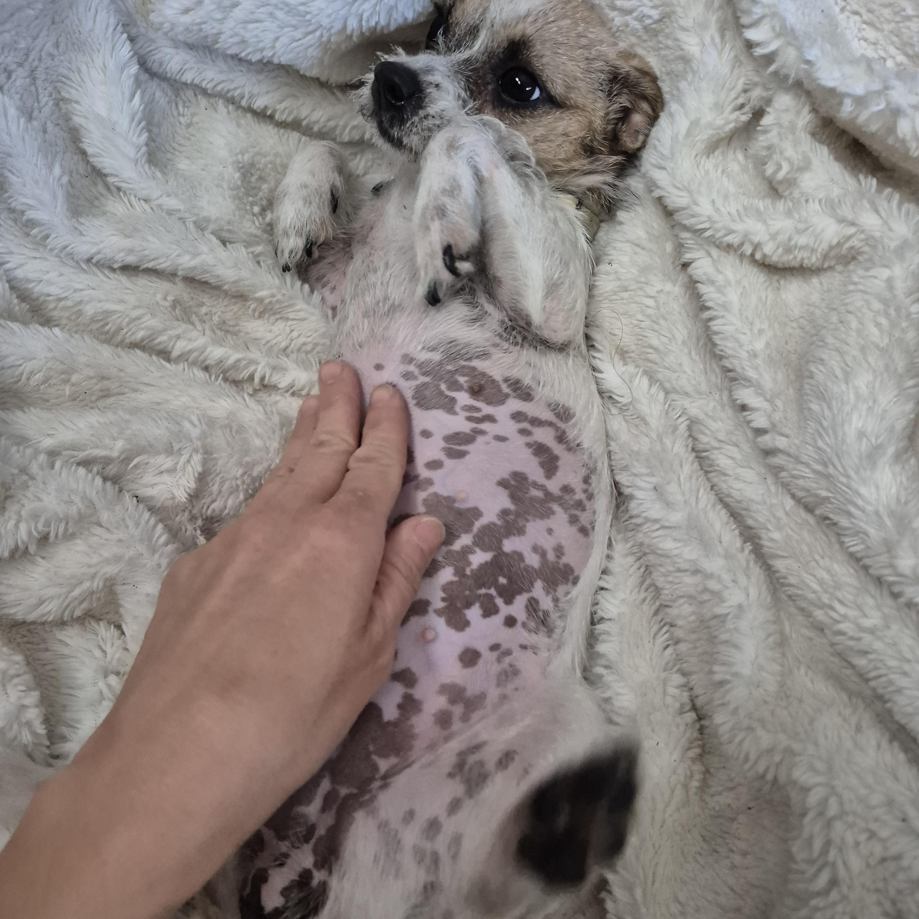 Tiny Teeny Terrier