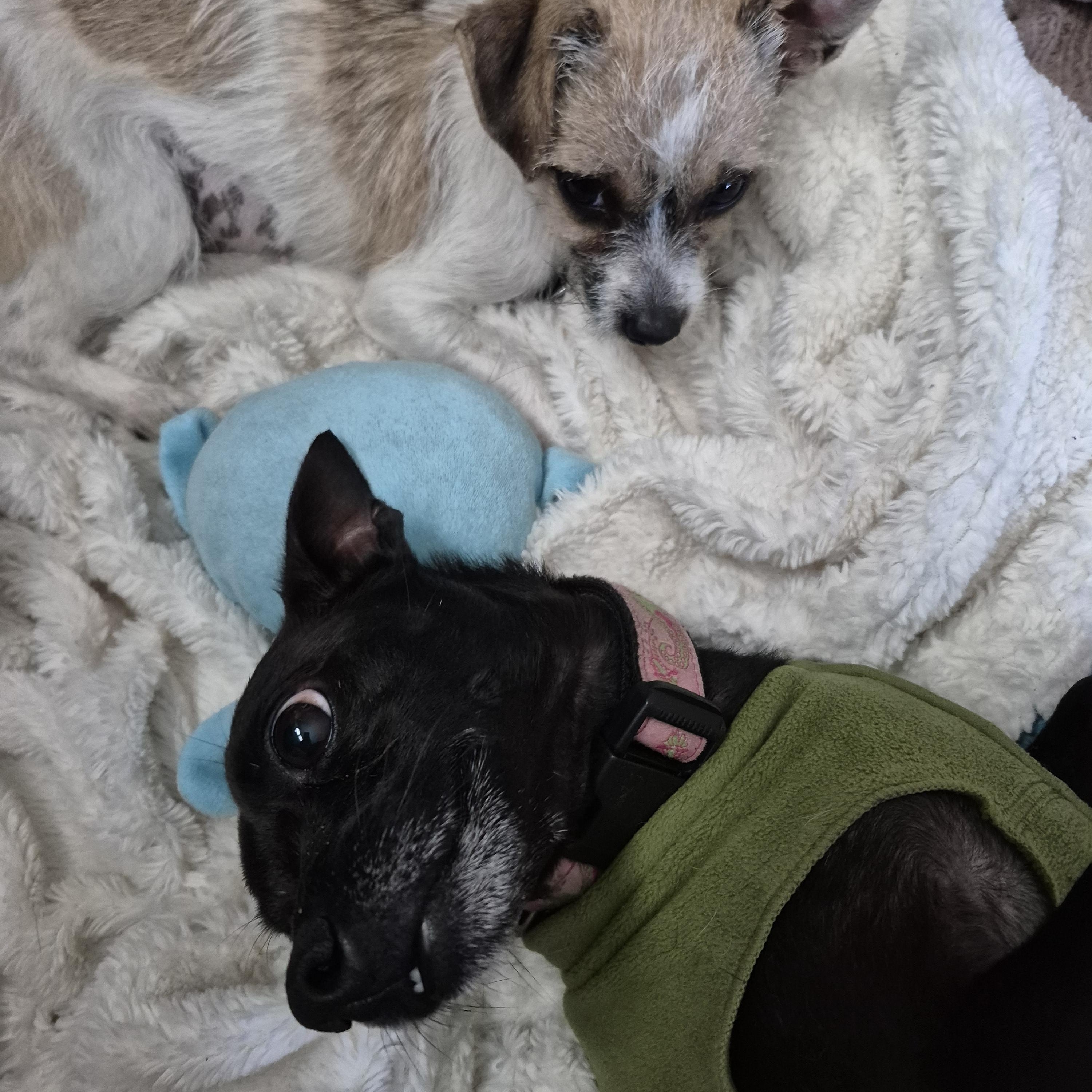 Tiny Teeny Terrier