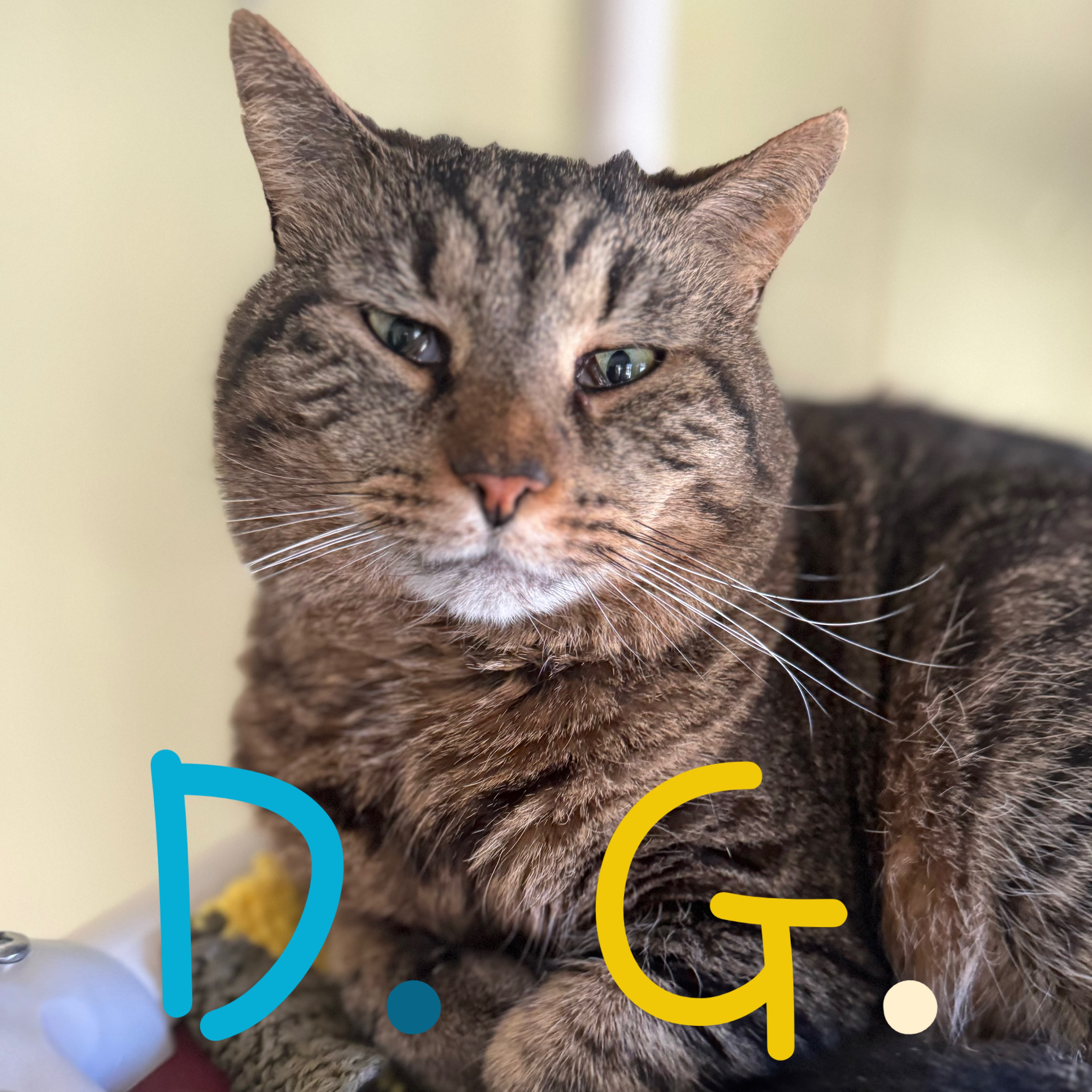 D. G., an adoptable Domestic Short Hair in Little Falls, NY, 13365 | Photo Image 1