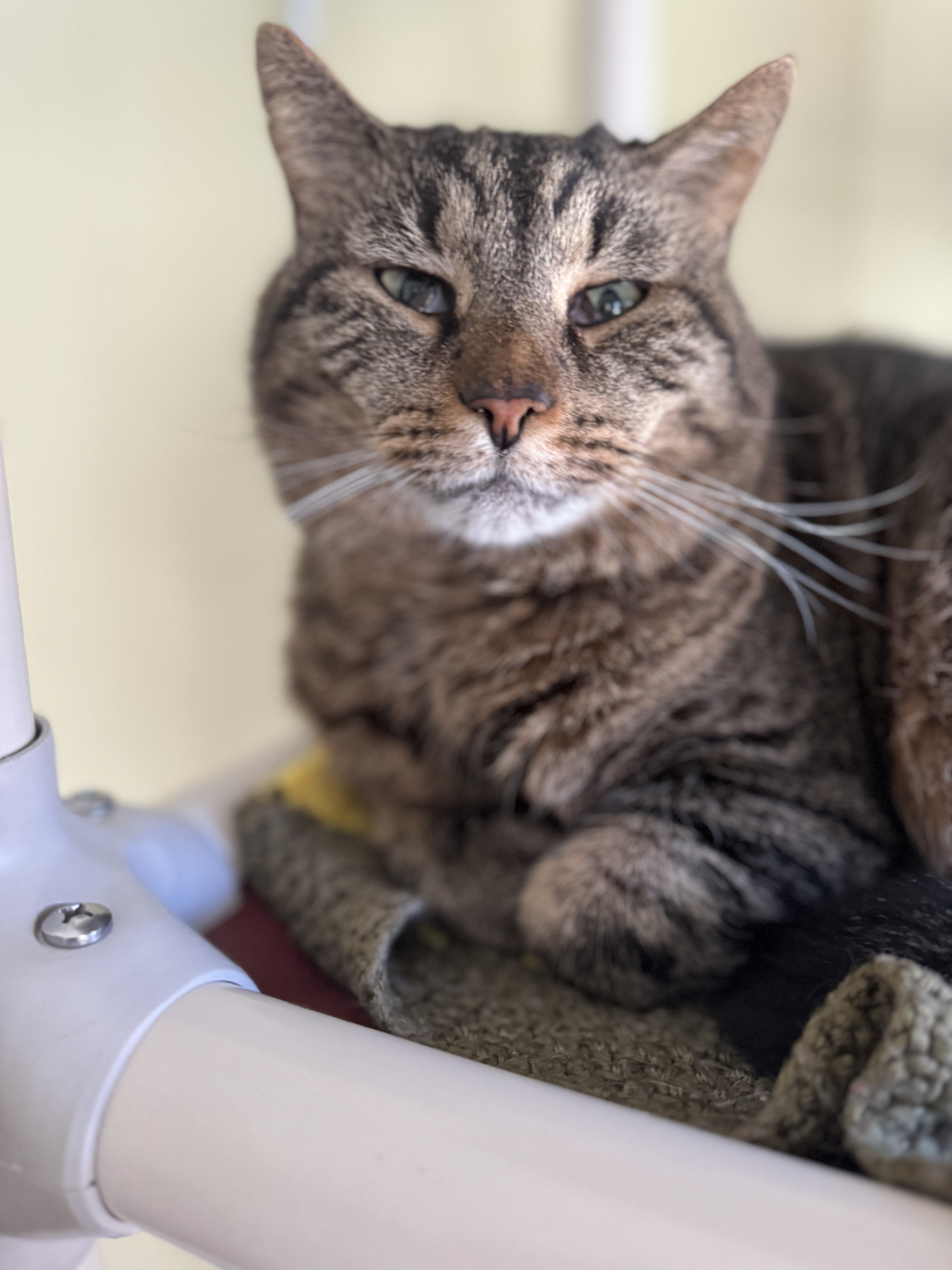 D. G., a Adoptable Domestic Short Hair in Little Falls, NY image 2/3