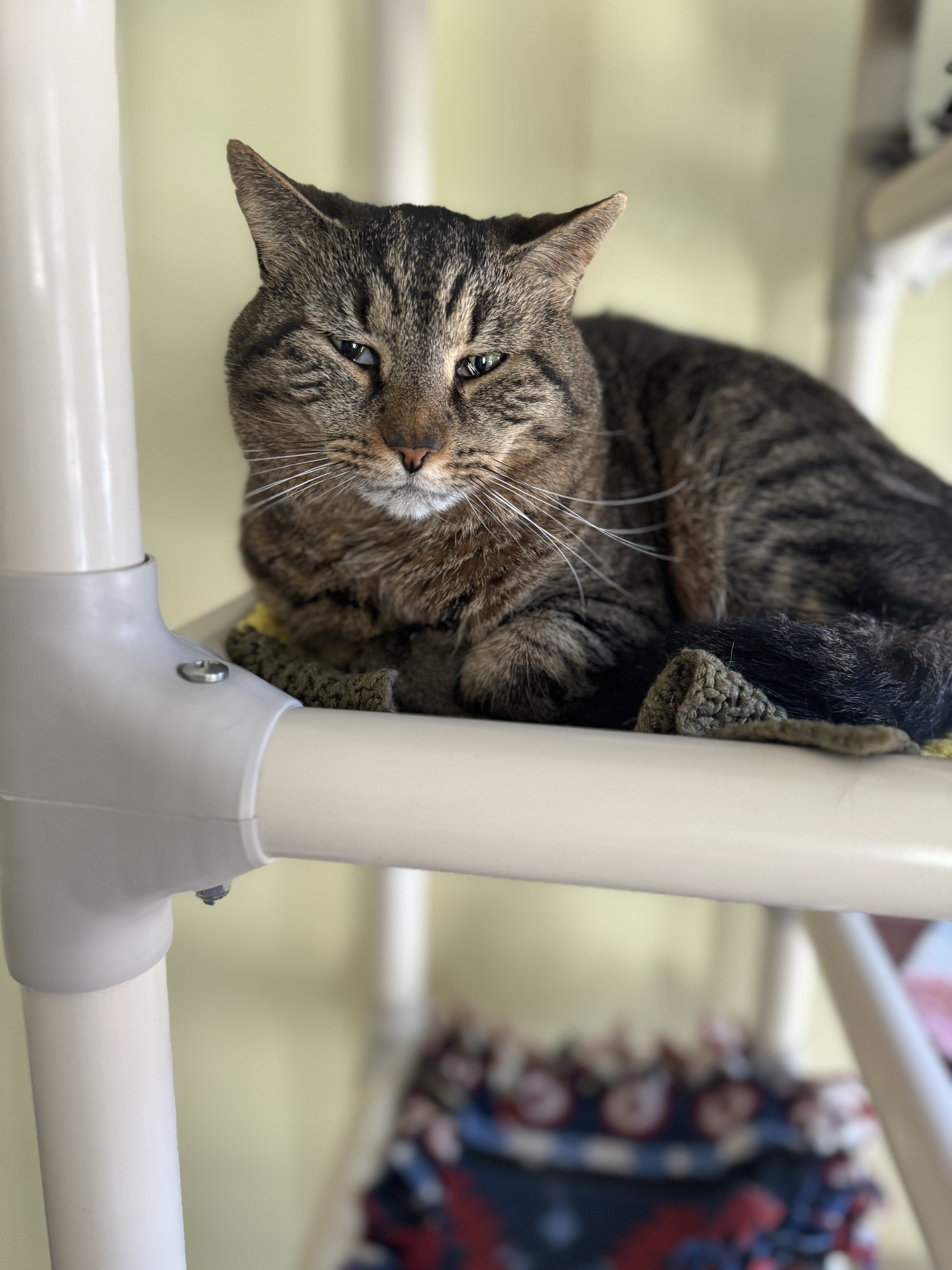 D. G., an adoptable Domestic Short Hair in Little Falls, NY, 13365 | Photo Image 3