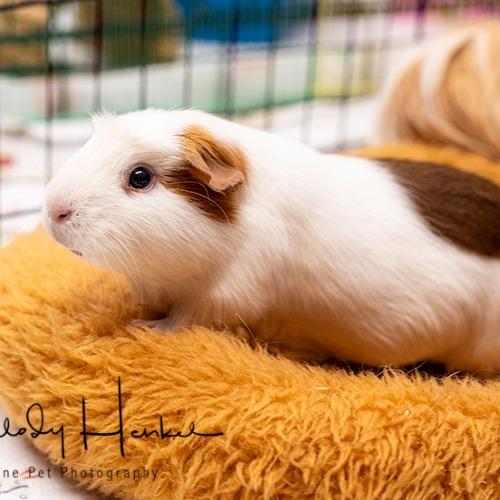 Jojo, Adoptable, Adult Female Guinea Pig.