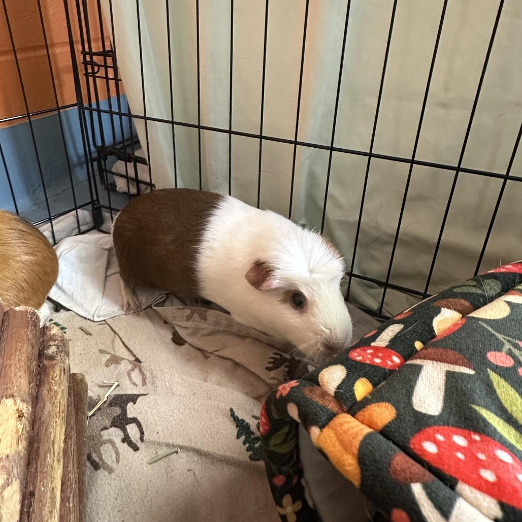 Enlarge Jojo, a Adoptable Guinea Pig in Brockton, MA image 2/2