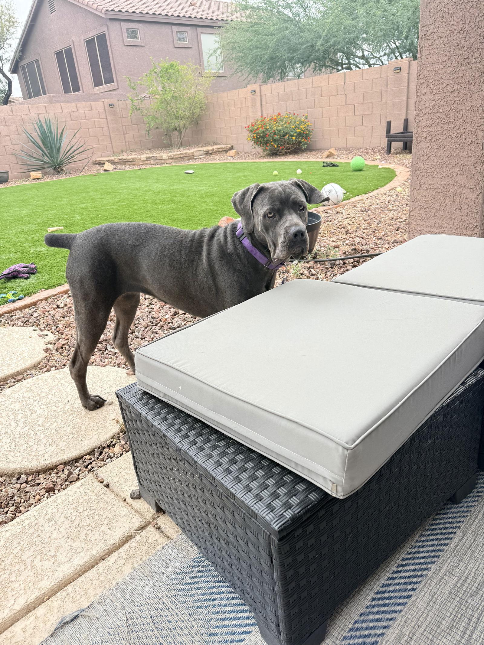 Madi, Adoptable, Young Female Cane Corso.
