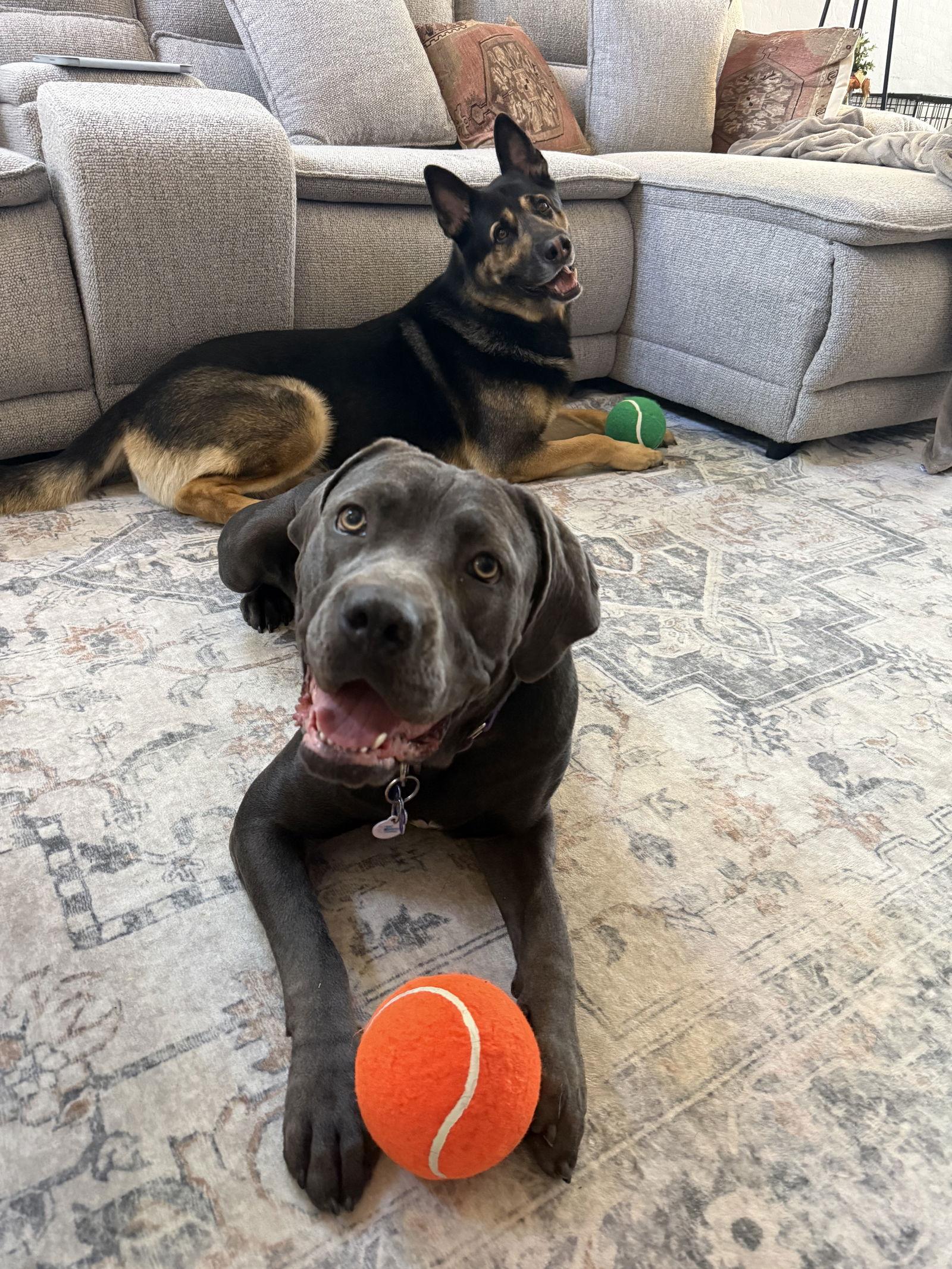 Enlarge Madi, a Adoptable Cane Corso in Glendale, AZ image 2/3