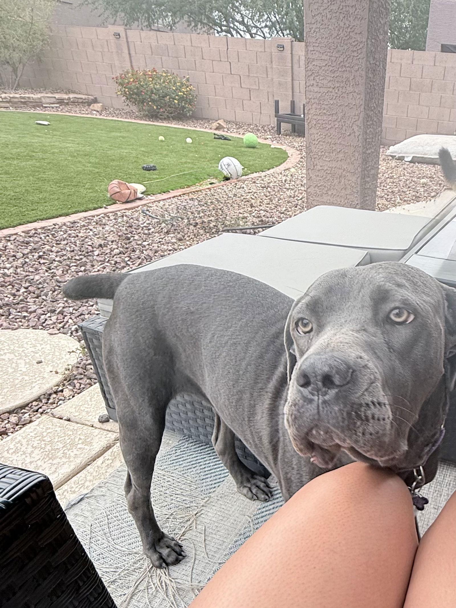 Enlarge Madi, a Adoptable Cane Corso in Glendale, AZ image 3/3