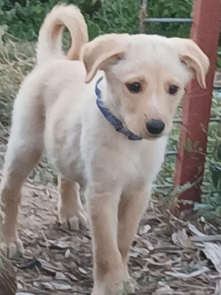Enlarge Friday, a Adoptable Australian Shepherd in Albuquerque, NM image 1/6