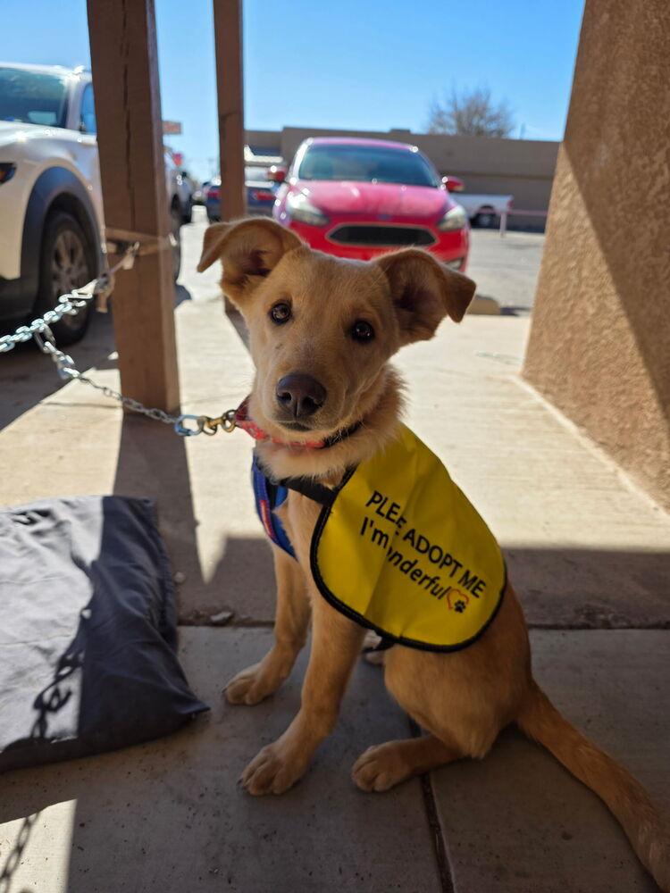 Enlarge Friday, a Adoptable Australian Shepherd in Albuquerque, NM image 2/6