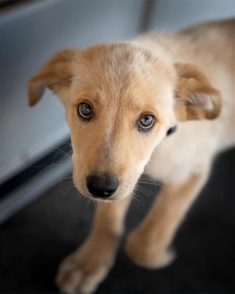 Enlarge Friday, a Adoptable Australian Shepherd in Albuquerque, NM image 4/6