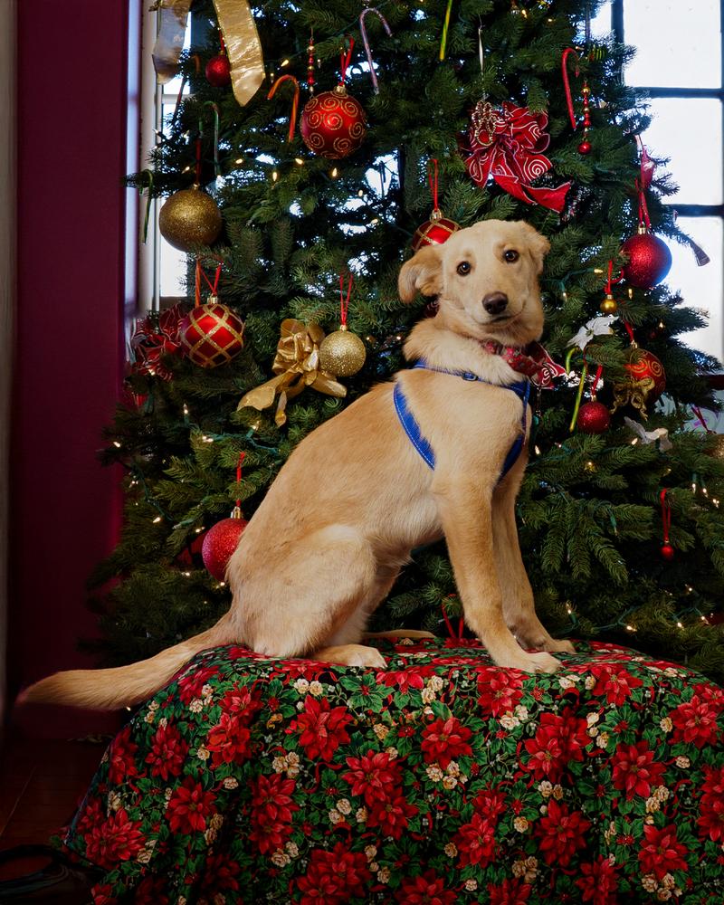 Enlarge Friday, a Adoptable Australian Shepherd in Albuquerque, NM image 5/6