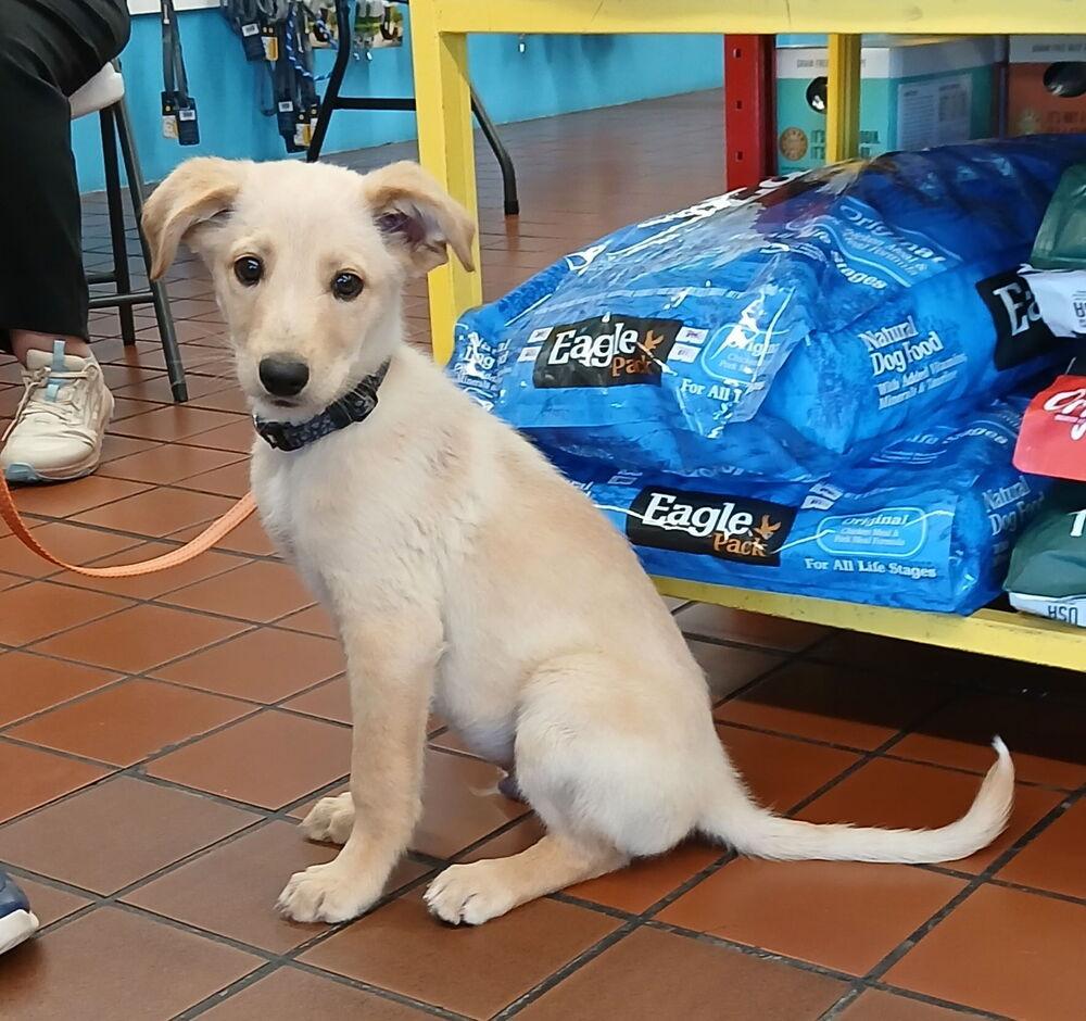 Enlarge Friday, a Adoptable Australian Shepherd in Albuquerque, NM image 5/6