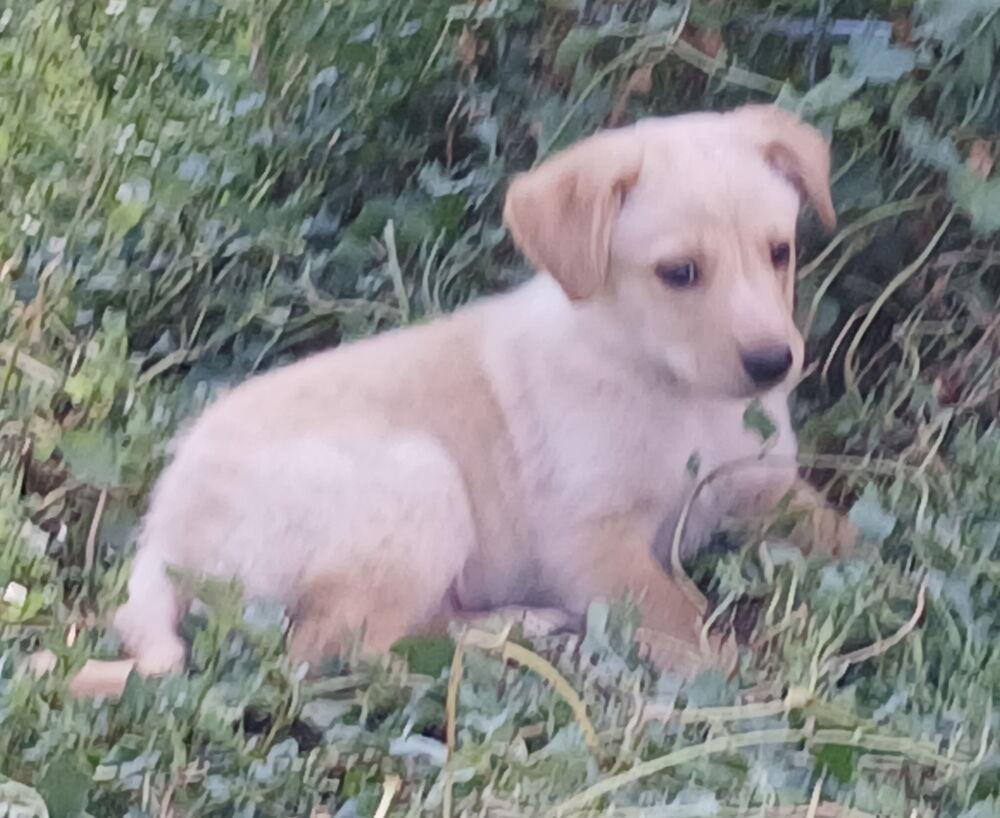 Enlarge Friday, a Adoptable Australian Shepherd in Albuquerque, NM image 6/6