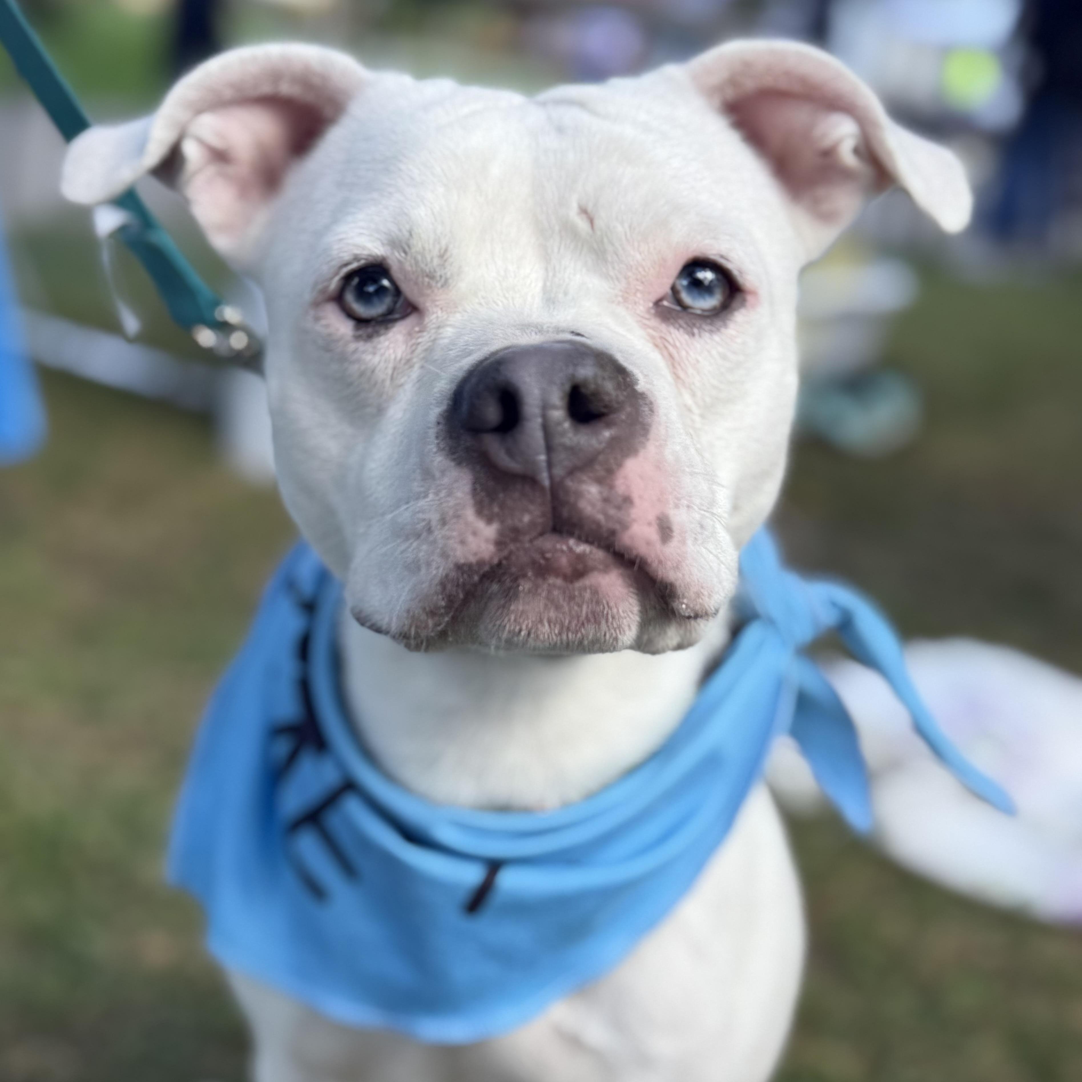 Winnie, a Adoptable mixed breed in Cleveland, OH image 1/6