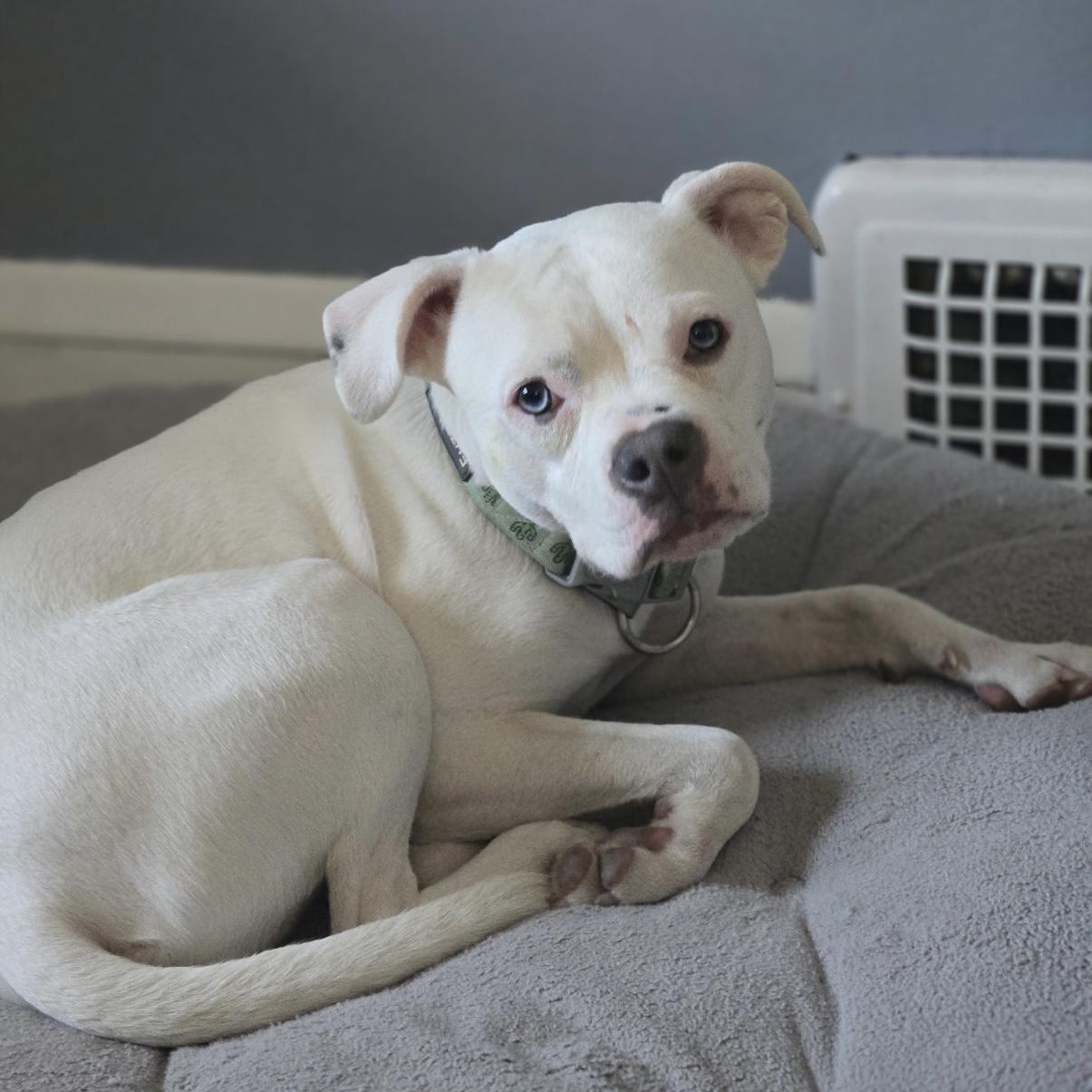 Winnie, a Adoptable mixed breed in Cleveland, OH image 3/6