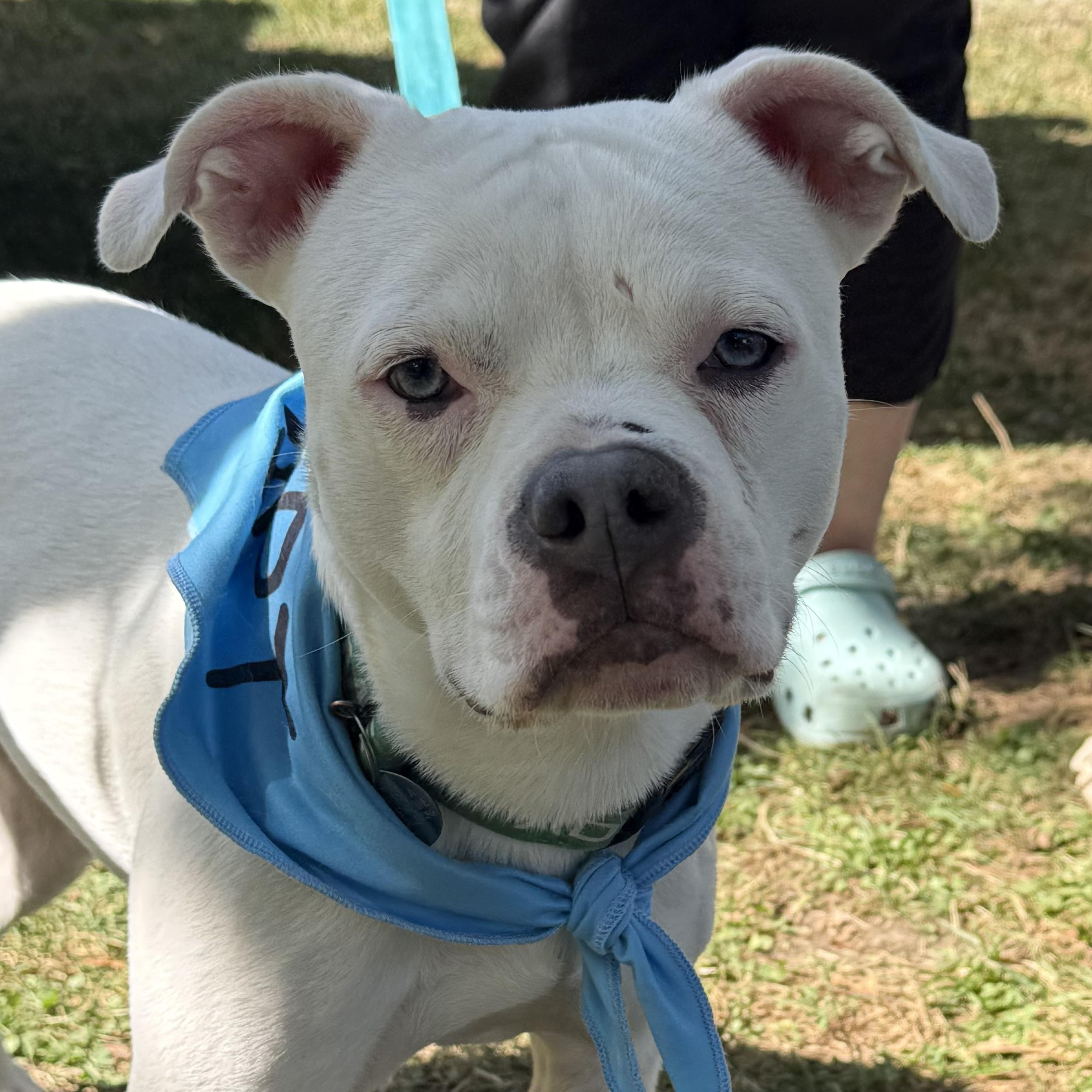 Winnie, a Adoptable mixed breed in Cleveland, OH image 4/6