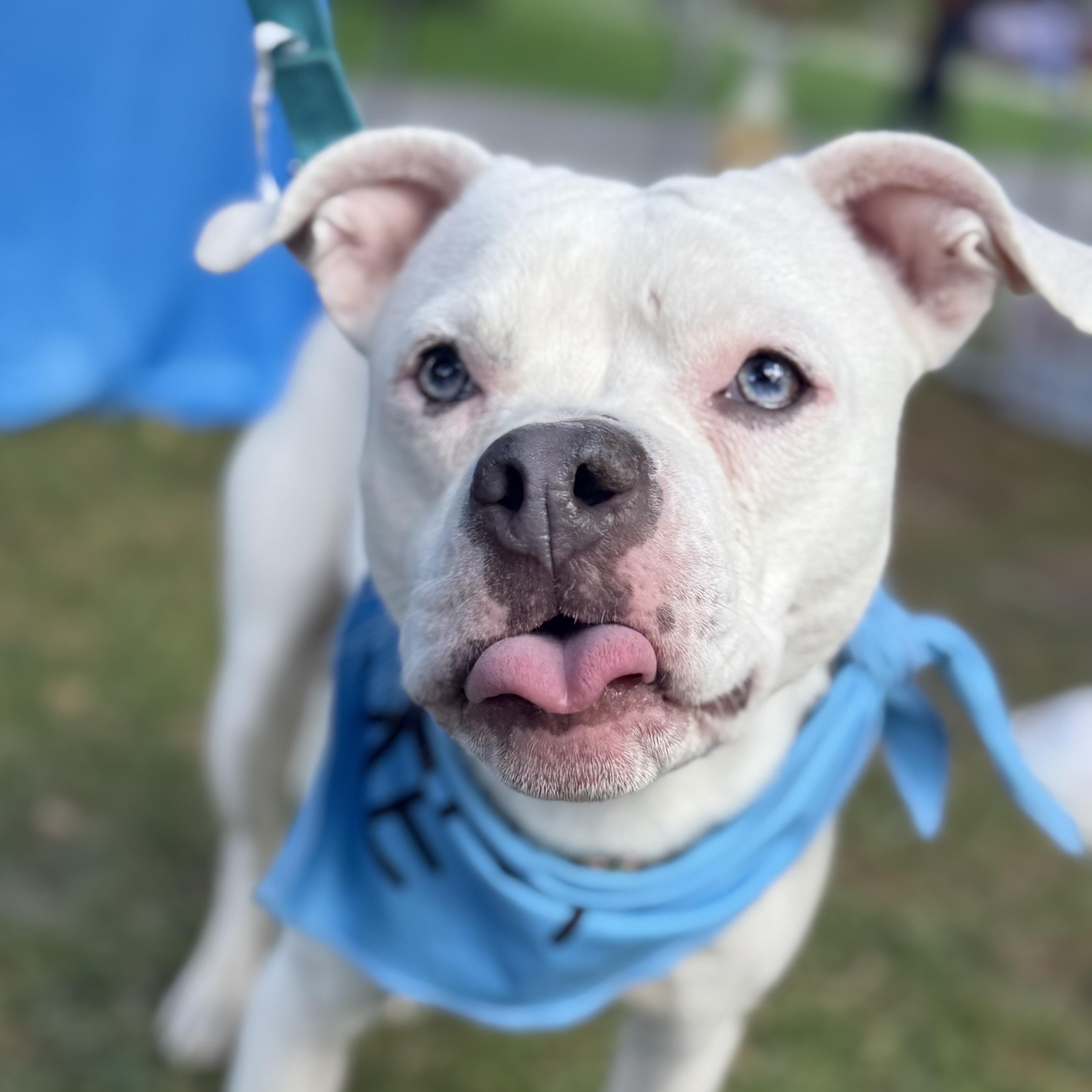 Winnie, a Adoptable mixed breed in Cleveland, OH image 5/6