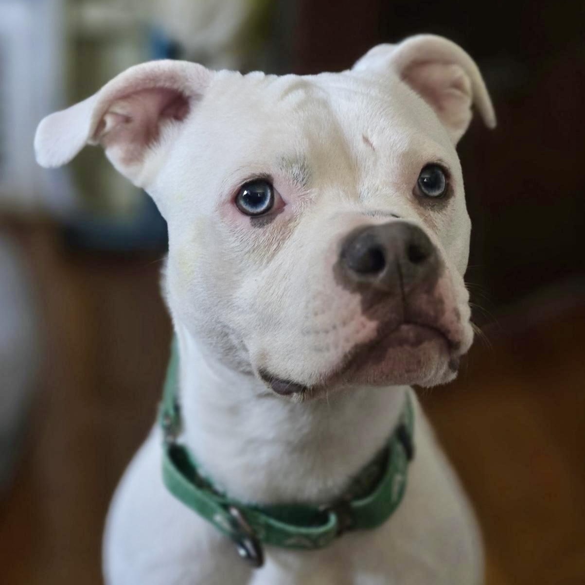 Winnie, a Adoptable mixed breed in Cleveland, OH image 6/6