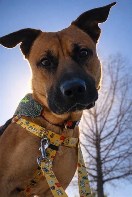 BART, Adoptable, Young Male German Shepherd Dog & Mixed Breed.