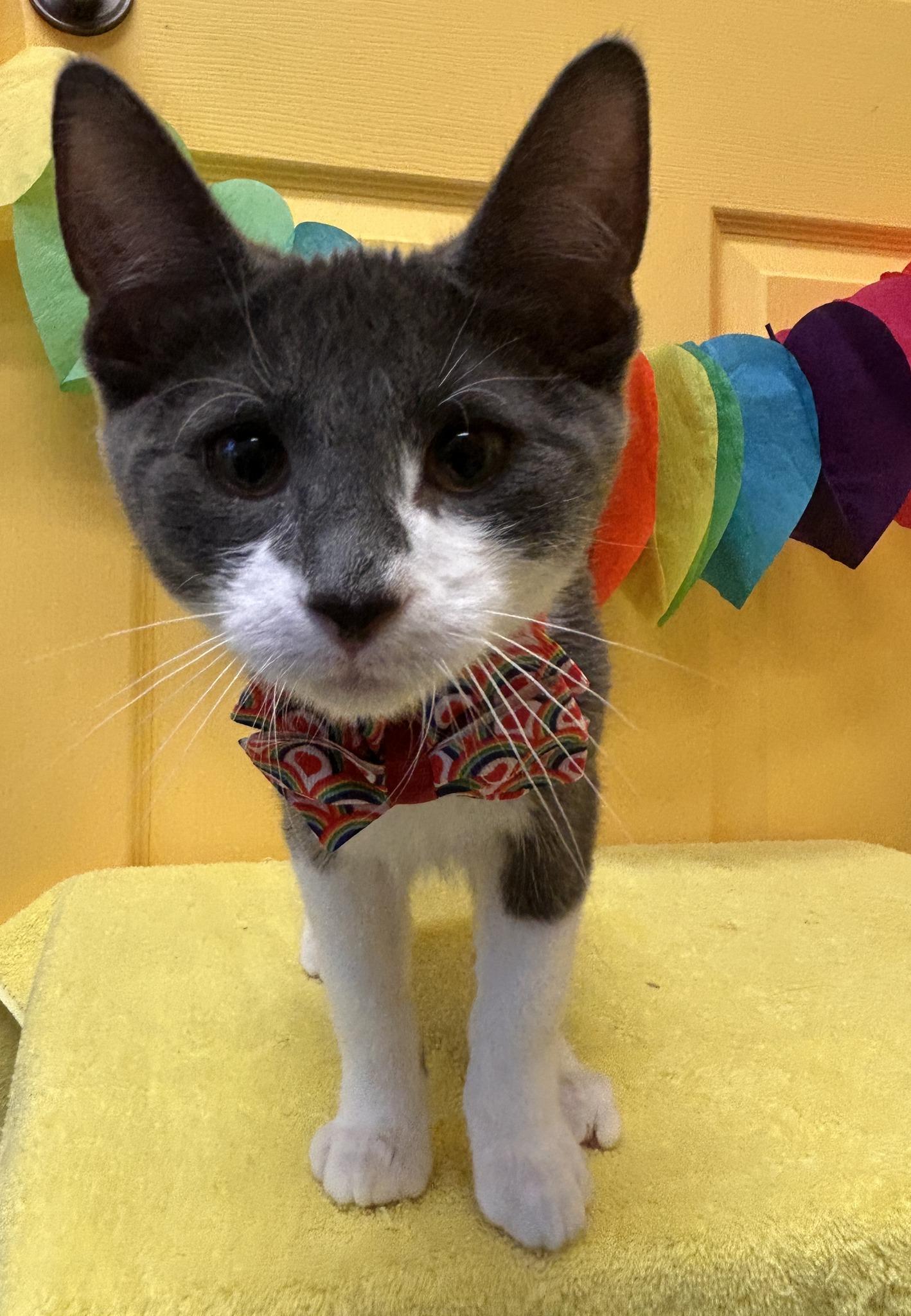 Cappuccino, an adoptable Domestic Short Hair in Drumheller, AB, T0J 0Y0 | Photo Image 3