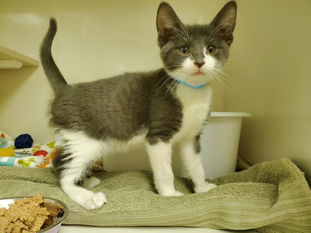 Cappuccino, an adoptable Domestic Short Hair in Drumheller, AB, T0J 0Y0 | Photo Image 2