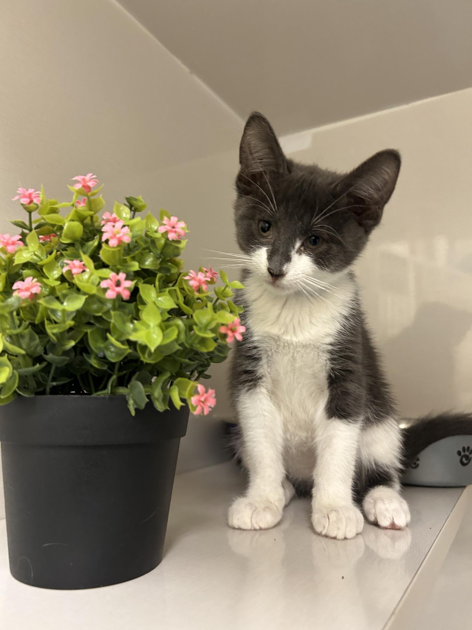 Cappuccino, an adoptable Domestic Short Hair in Drumheller, AB, T0J 0Y0 | Photo Image 1