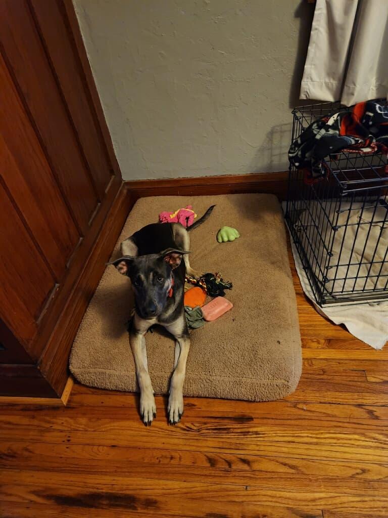 Enlarge Greta2, a Adopted Terrier in Waterloo, IA image 1/1