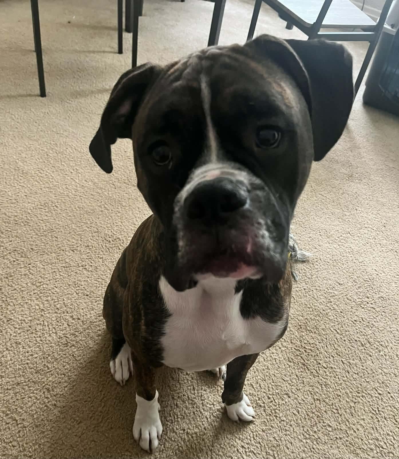 Astro, an adopted Boxer in Miamitown, OH image 1/2